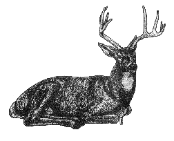 Bedded Buck