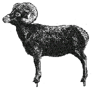 Bighorn Sheep