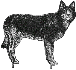 Wolf